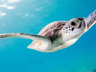 Srí Lanka s dětmi: týden u oceánu, želvy a sloni (dvoulůžkový pokoj)